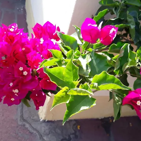 Casa Lupino * Orosei